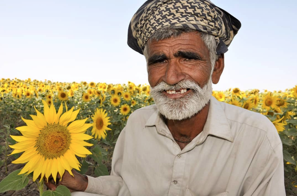 Islamic Relief beneficiary in field of sunflowers