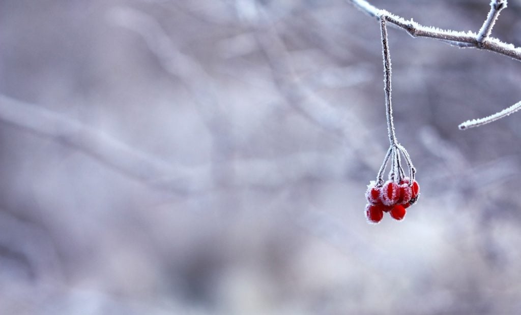 Winter berries on a frozen bough. 