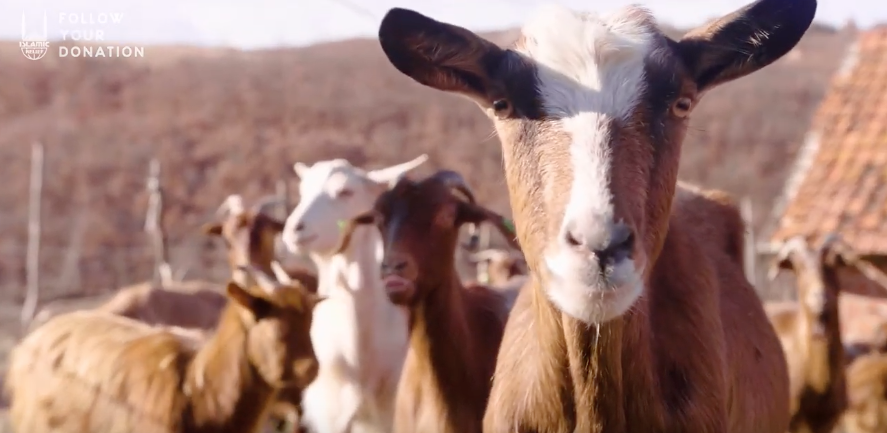 Goats from Islamic Relief Project supporting empowered women