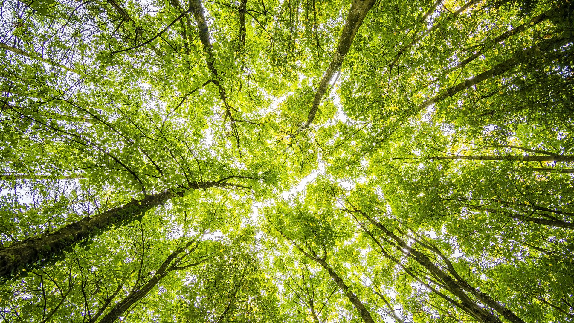 Photo of green trees from ground looking up. Represent mental health during covid-19