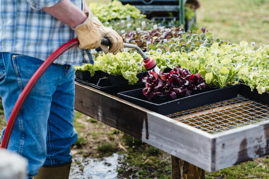 Farmer watering vegetables with red hose